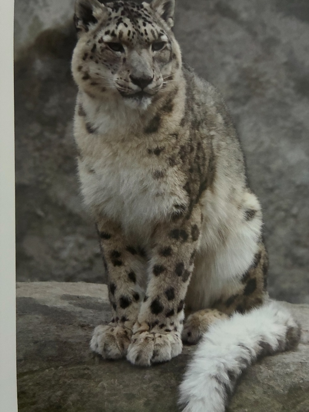 Snow Leopard Plush 8x10 Poster Semi Gloss